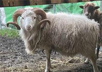 Skudde Bock Schafbock Sachsen - Oederan Vorschau