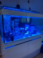 Meerwasser Aquarium mit Technik Komplett Set Rheinland-Pfalz - Worms Vorschau