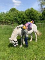 Pflegebeteiligung (Reitbeteiligung) Kreis Ostholstein - Stockelsdorf Vorschau