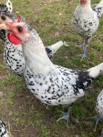Huhn, Hühner, Appenzeller Spitzhauben, Jungtiere, Junghühner Sachsen - Bautzen Vorschau