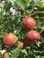 Obstbäume Apfel,Birne,Kirsche,Pflaume,Walnuss,Eßkastanie Niedersachsen - Wardenburg Vorschau