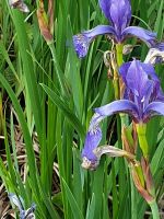 Gartenpflanze, Lilie , Zwerg-Iris Iris ca 45 cm Baden-Württemberg - Schwaikheim Vorschau