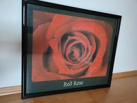 Bild rote Rose mit Holzrahmen Bayern - Essenbach Vorschau
