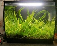 Fluval Flex 34 Liter, Nano Aquarium Hessen - Biebertal Vorschau