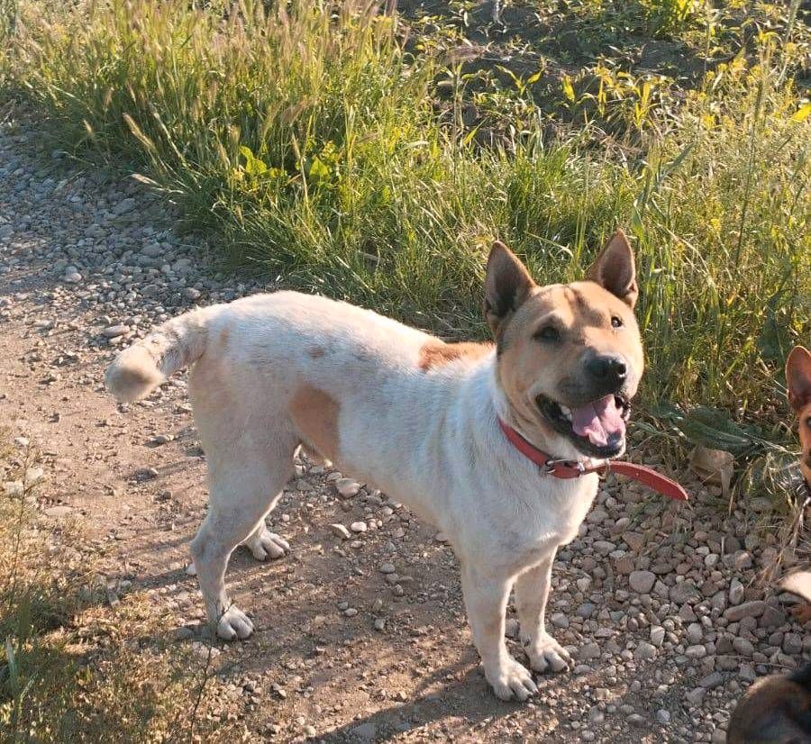 "Sharpy" / Shar Pei - Chow Chow - Mischling / Rüde / kastriert in Anröchte