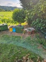 Verkaufe Bienenvölker mit Königin aus 2024 mit Gesundheitszeugnis Nordrhein-Westfalen - Ense Vorschau