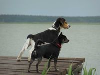 Ostsee/Darss/Born - Hundeurlaub - Wassergrundstück - Angeln Darß - Born am Darß Vorschau