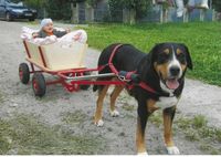 Hundewagen Komplett mit Geschirr, Bollerwagen, Anleitung 100 cm Bayern - Wallersdorf Vorschau