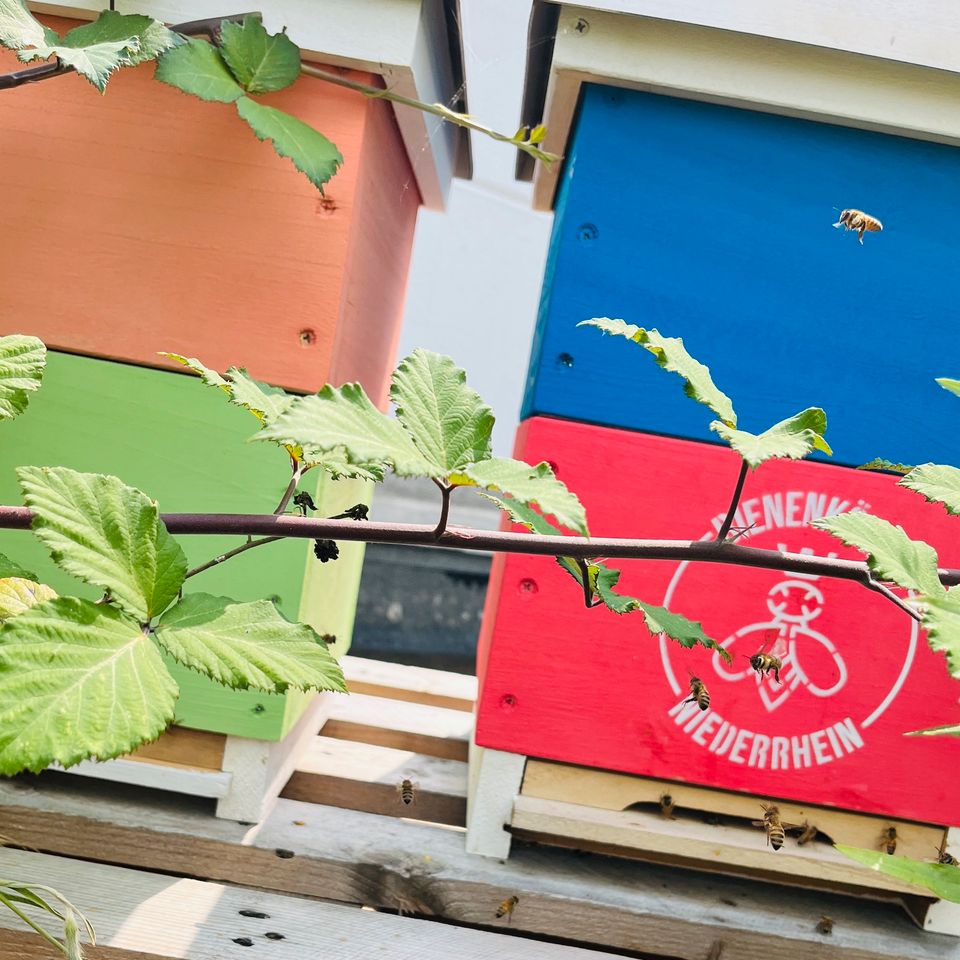MiniPlus Bienenvolk mit Gesundheitszeugnis in Bedburg-Hau