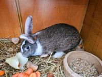 Kaninchen Kaninchen Sachsen-Anhalt - Weißenfels Vorschau