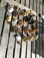 Ganze Kiste mit Tierfiguren  Hasen, Hühner, Eichhörnchen Hessen - Rodgau Vorschau