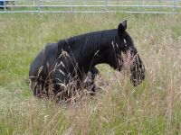 Sommerweide/Sommerstall Offenstall für 2 Großpferde oder 4 Ponies Nordrhein-Westfalen - Bünde Vorschau