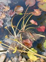 Seerose weiß oder rosa Baden-Württemberg - Schelklingen Vorschau