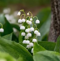 Maiglöckchen x15 Convallaria majalisDuftpflanze Blume Blüte Win Schwerin - Lankow Vorschau