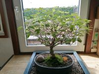 Bonsai Feuerahorn 1999 Nordrhein-Westfalen - Rödinghausen Vorschau