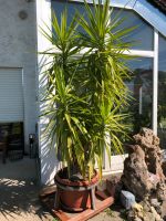 Yucca Palme 3 Meter Bayern - Ruhstorf an der Rott Vorschau