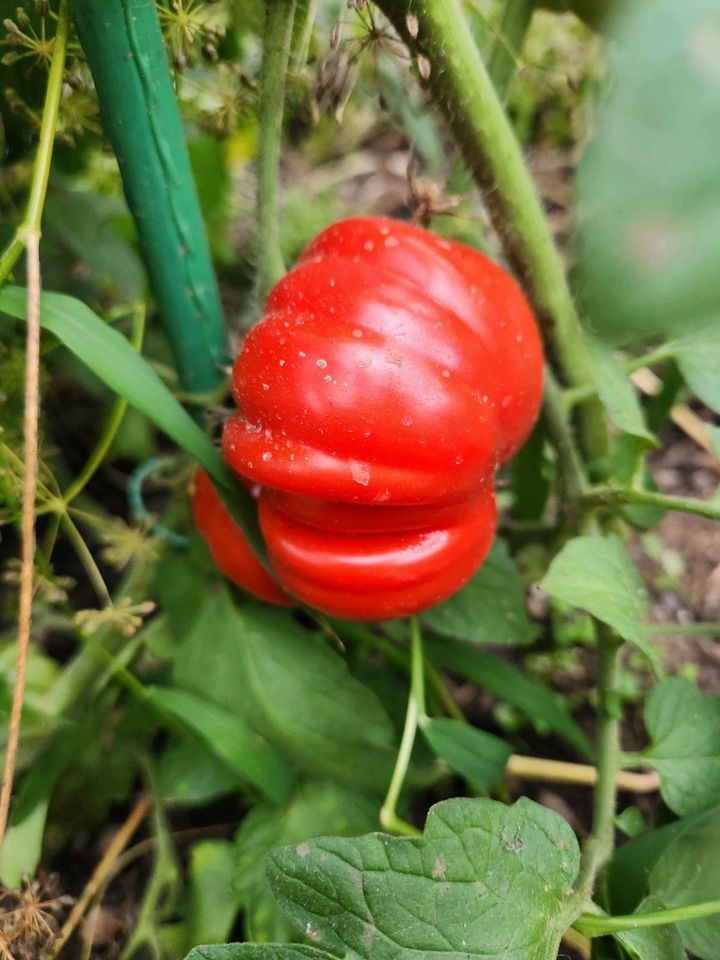 Tomate Costoluto Genovese in Haimhausen