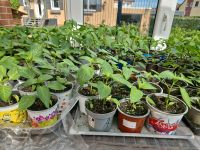 2,5€ Tomatenpflanzen, Zucchinipflanzen, Gurkenpflanzen Niedersachsen - Lachendorf Vorschau