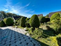 Heckenschnitt, Gartenarbeit, Hecke schneiden, Baumfällungen Nordrhein-Westfalen - Vlotho Vorschau