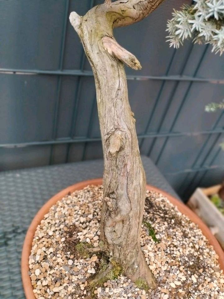 Bonsai Yamadori Gemeiner Wacholder Juniperus Communis in Marl