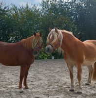 2 Pferdeboxen oder Offenstall gesucht Baden-Württemberg - Neulingen Vorschau