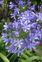 Agapanthus Schmucklilie Kübelpflanze - blau blühend- Bayern - Mühldorf a.Inn Vorschau