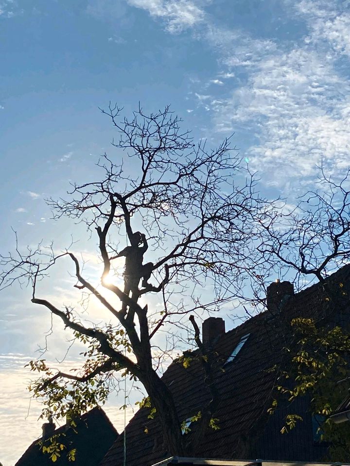 Rollrasen Baumpflege Baumfällung Heckenschnitt Gartenpflege in Berlin