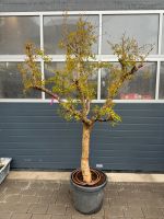 Angebot 01.05 Olivenbaum Olea europaea  winterhart Granatapfel Baden-Württemberg - Altlußheim Vorschau