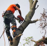 Firma Hölzel Leipzig - Baumfällung, Baum Entfernung, Baum Fällung Leipzig - Neustadt-Neuschönefeld Vorschau