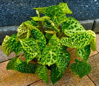 Begonia Green Dinosaur - Neue Green Form - M6R Hessen - Obertshausen Vorschau