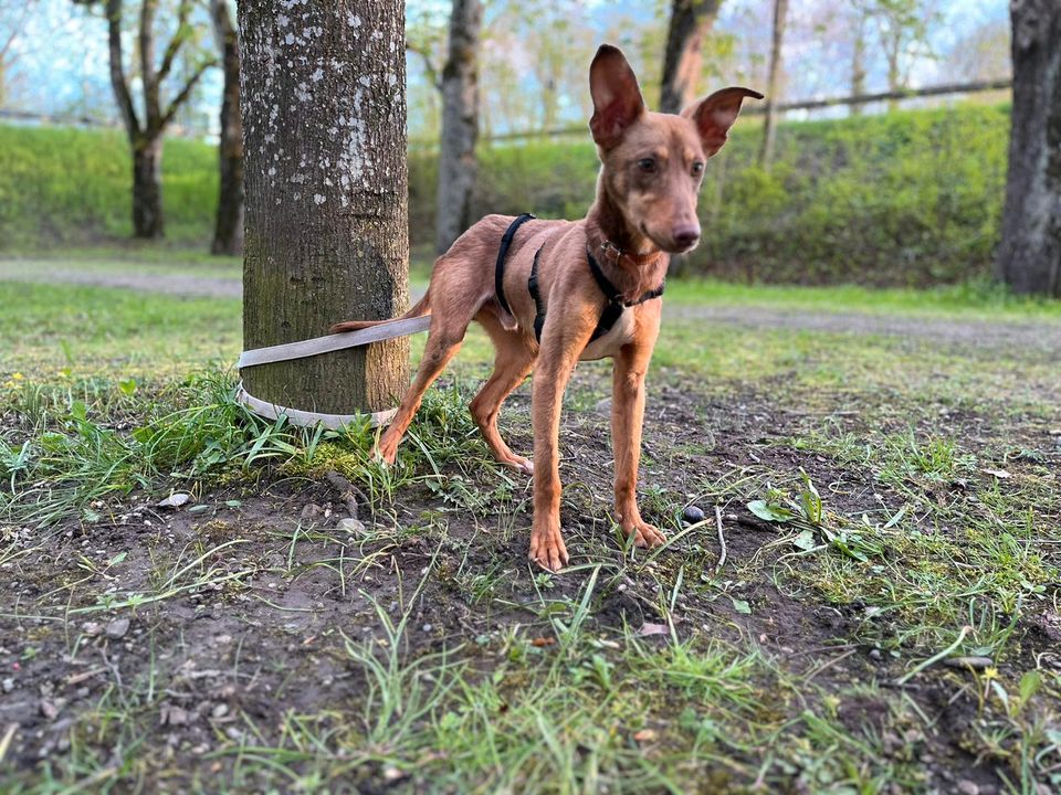 BRUNO Podenco Rüde Tierschutz Hund Junghund in Leipheim