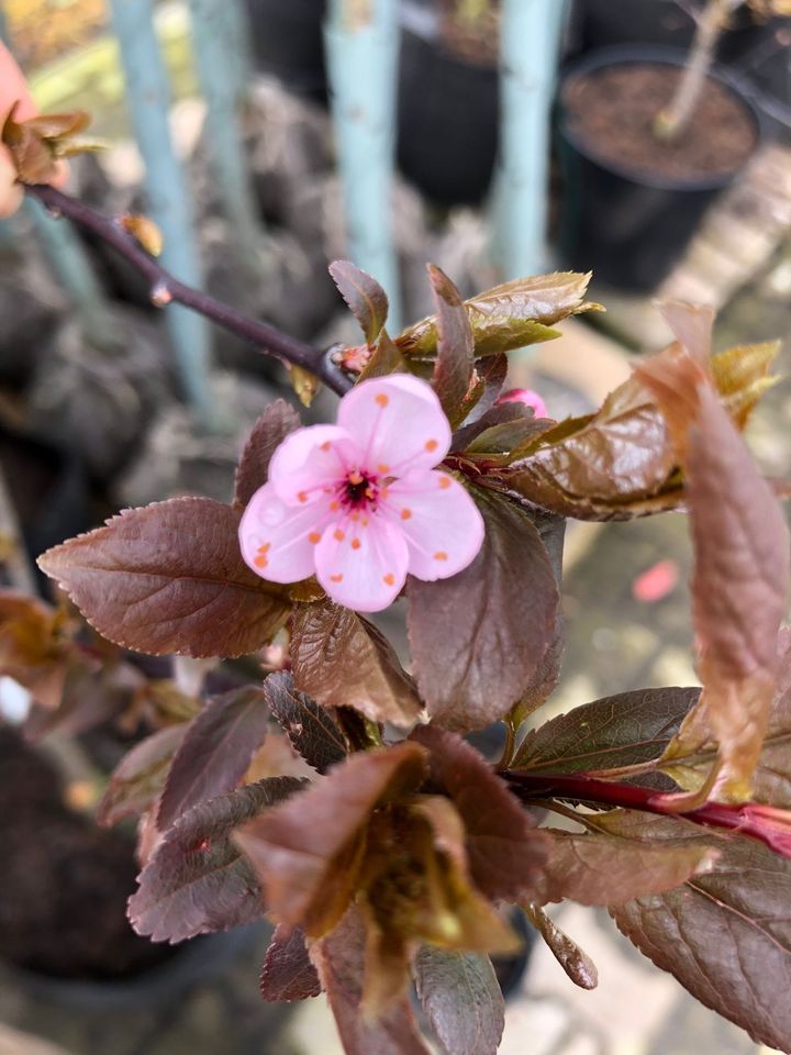 Blutpflaume Prunus cerasifera Nigra Zierpflaume in Vreden