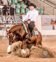 8-jähriger Quarter Horse Hengst Niedersachsen - Wolfsburg Vorschau