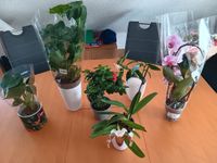 Topfpflanzen Orchideen Frauenschuh Hessen - Gießen Vorschau