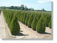 Thuja Smaragd Angebot 80-100 cm  (inkl. 9% MwSt) Hecken Pflanze Bayern - Kronburg Vorschau