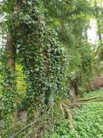 Baum Fällarbeiten Brennholz Garten Nordrhein-Westfalen - Detmold Vorschau