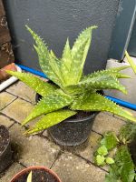 Aloe Vera Zimmerpflanze Mecklenburg-Vorpommern - Jesendorf Vorschau