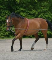 Waldhausen LONGIERHILFE - Hilfslonge - Pony-Cob-Full Nordrhein-Westfalen - Mönchengladbach Vorschau