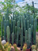 Trichocereus pachanoi (San Pedro) Thüringen - Rohrberg	(bei Heilbad Heiligenstadt) Vorschau