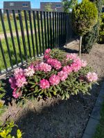 Rhododendron Pflanze Kreis Pinneberg - Klein Offenseth-Sparrieshoop Vorschau