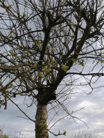 Apfelbaum abzugeben Bayern - Kempten Vorschau