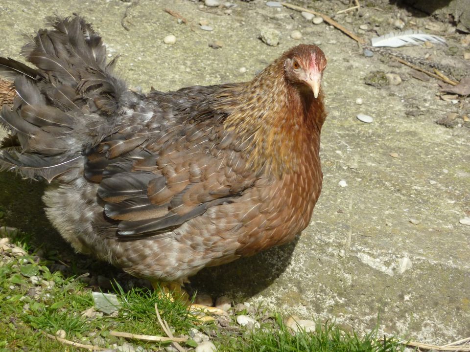 Seidenhühner, Zwerg Wyandotten, Legewachteln u. Zwerg Bielefelder in Aholming