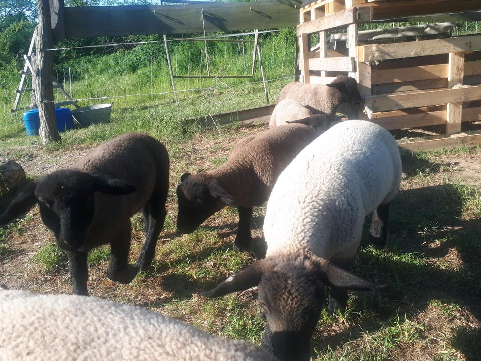 Schafe Suffolk Lämmer Zuchtbock Böcke in Klipphausen