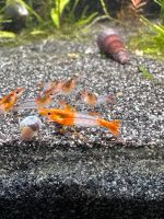 Neocaridina davidi Orange Rili Garnelen Aquarium Fische 1,50€/Stk Schleswig-Holstein - Glückstadt Vorschau