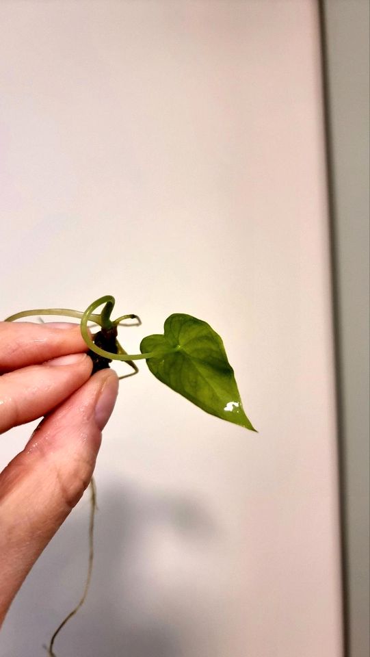 Versch. Ableger Philodendron, Syngonium, Scindapsus, Alocasia in Fellbach