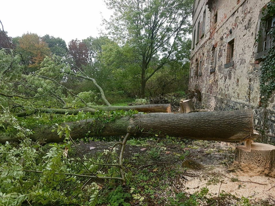 Baumfällung, Baum fällen, Baumdienst, Baumkletterer in Oschatz