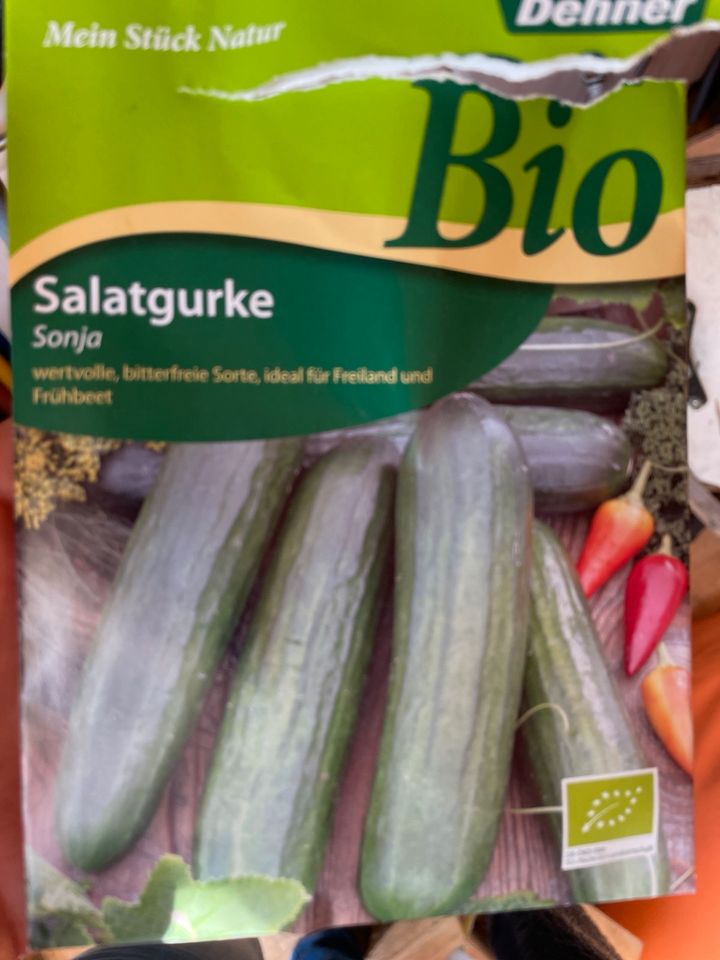 Bio Salatgurke Freiland Gurke Sonja Jungpflanzen in Borsdorf