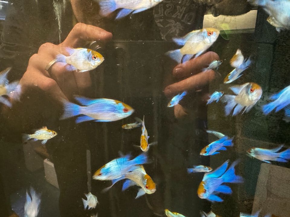 Schmetterlingsbuntbarsch Electric Blue Longfin in Karben
