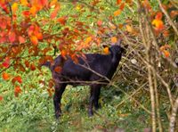 Ziegenbock kastriert Rheinland-Pfalz - Landstuhl Vorschau