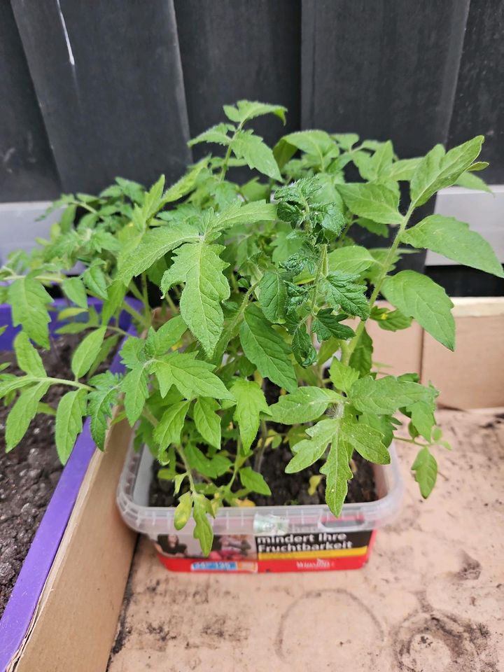 Tomatenpflanzen/Paprika in Wolfsburg